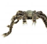 Araignée velue brune 70 cm
