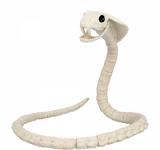 Squelette de serpent