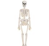 Squelette articulé en carton 135 cm