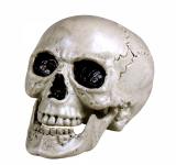 Crâne tête de mort 24 cm