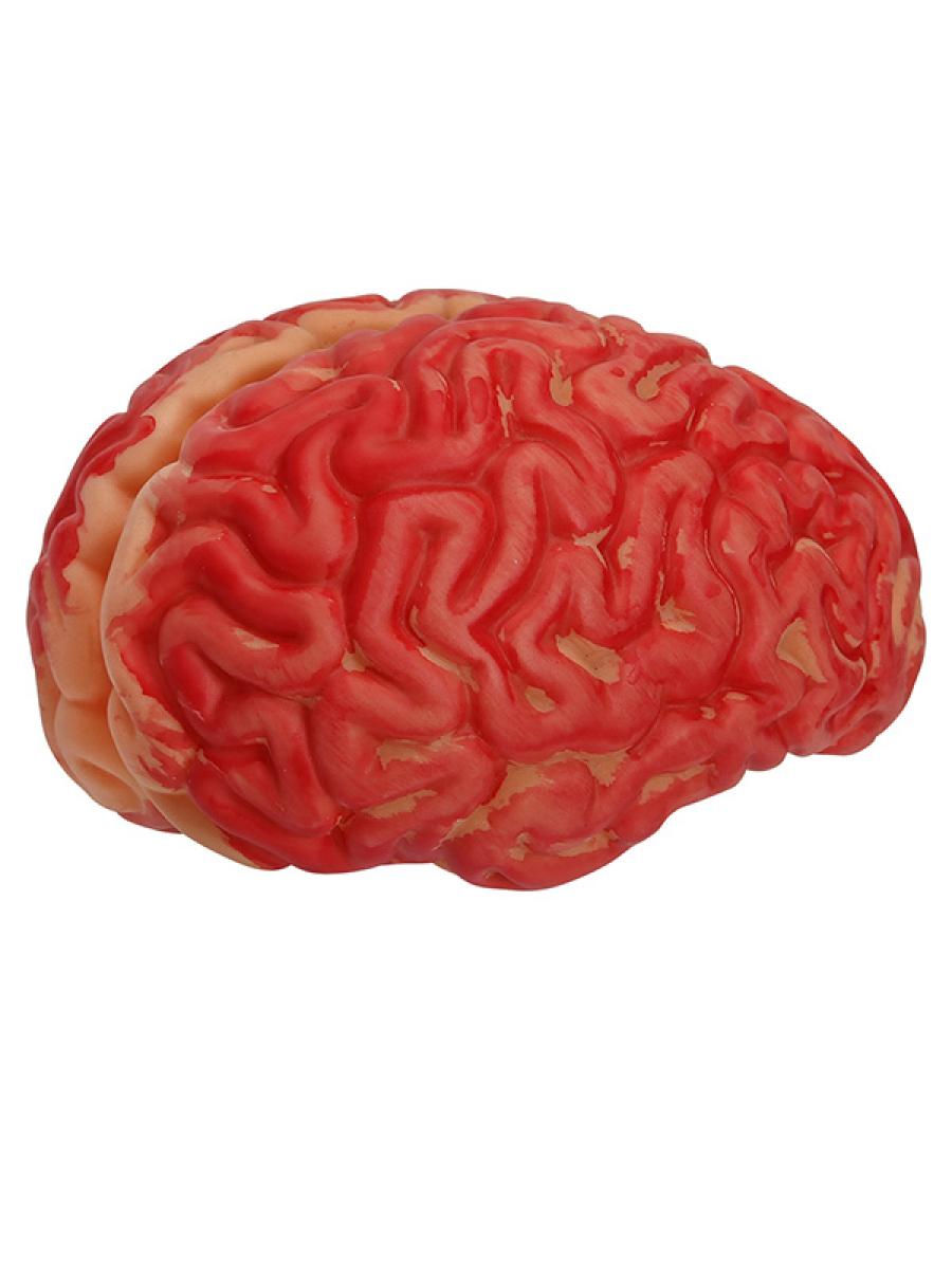 Cerveau en latex