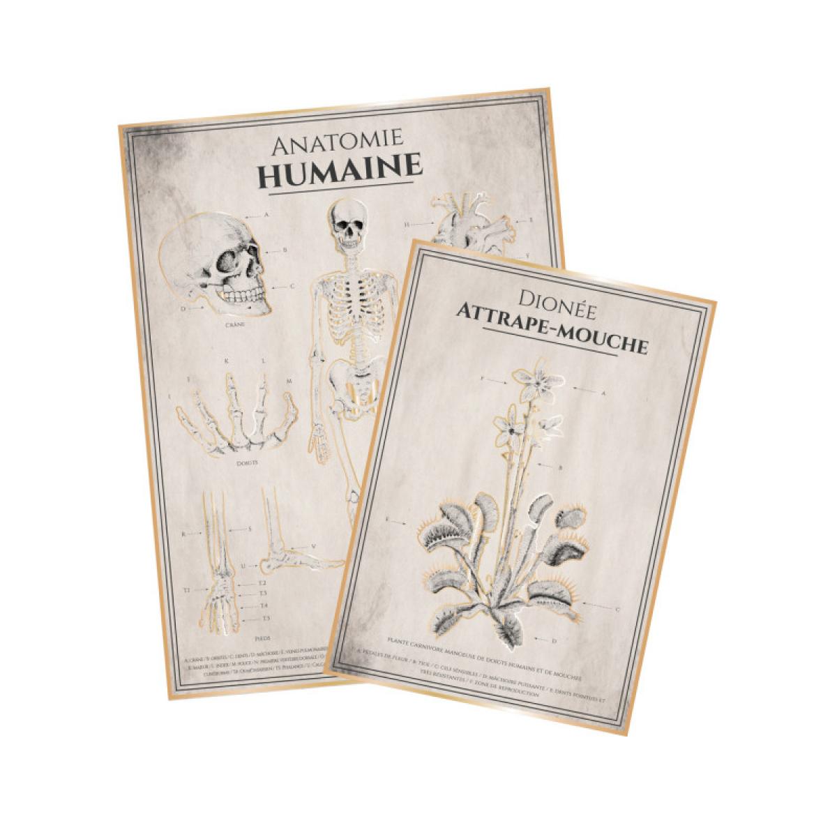 2 affiches anatomie humaine