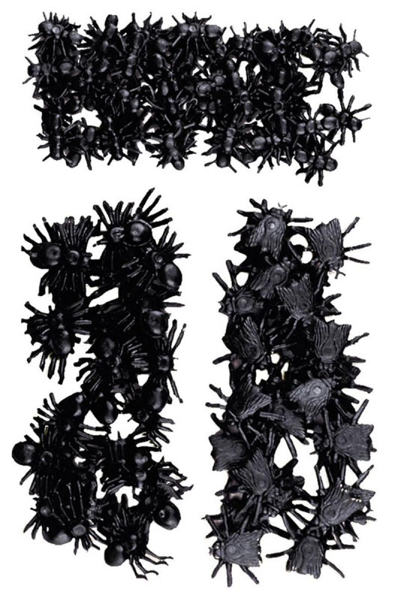 Blister insectes mouches  fourmis