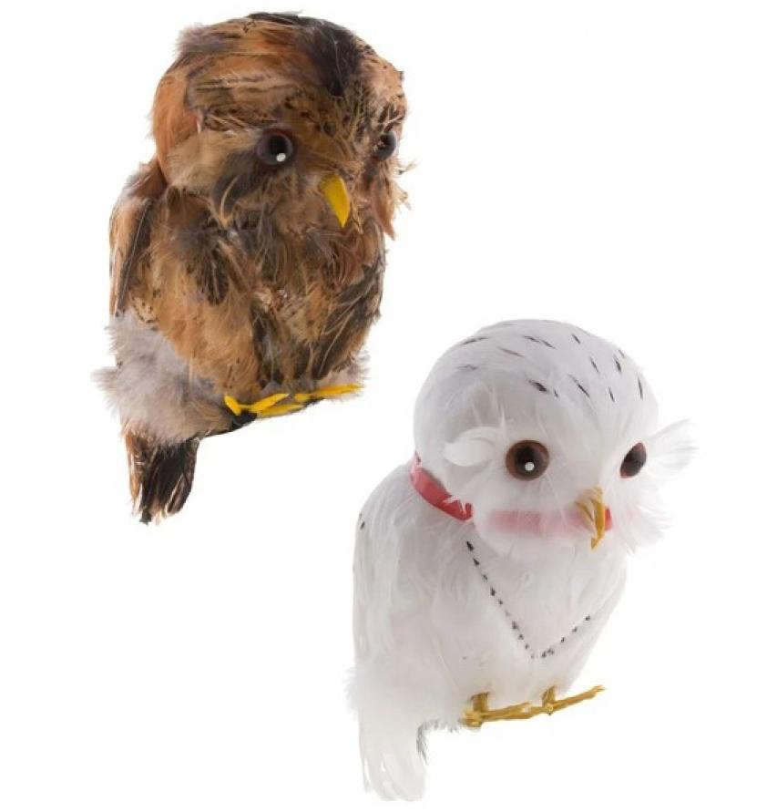Hibou empaillé