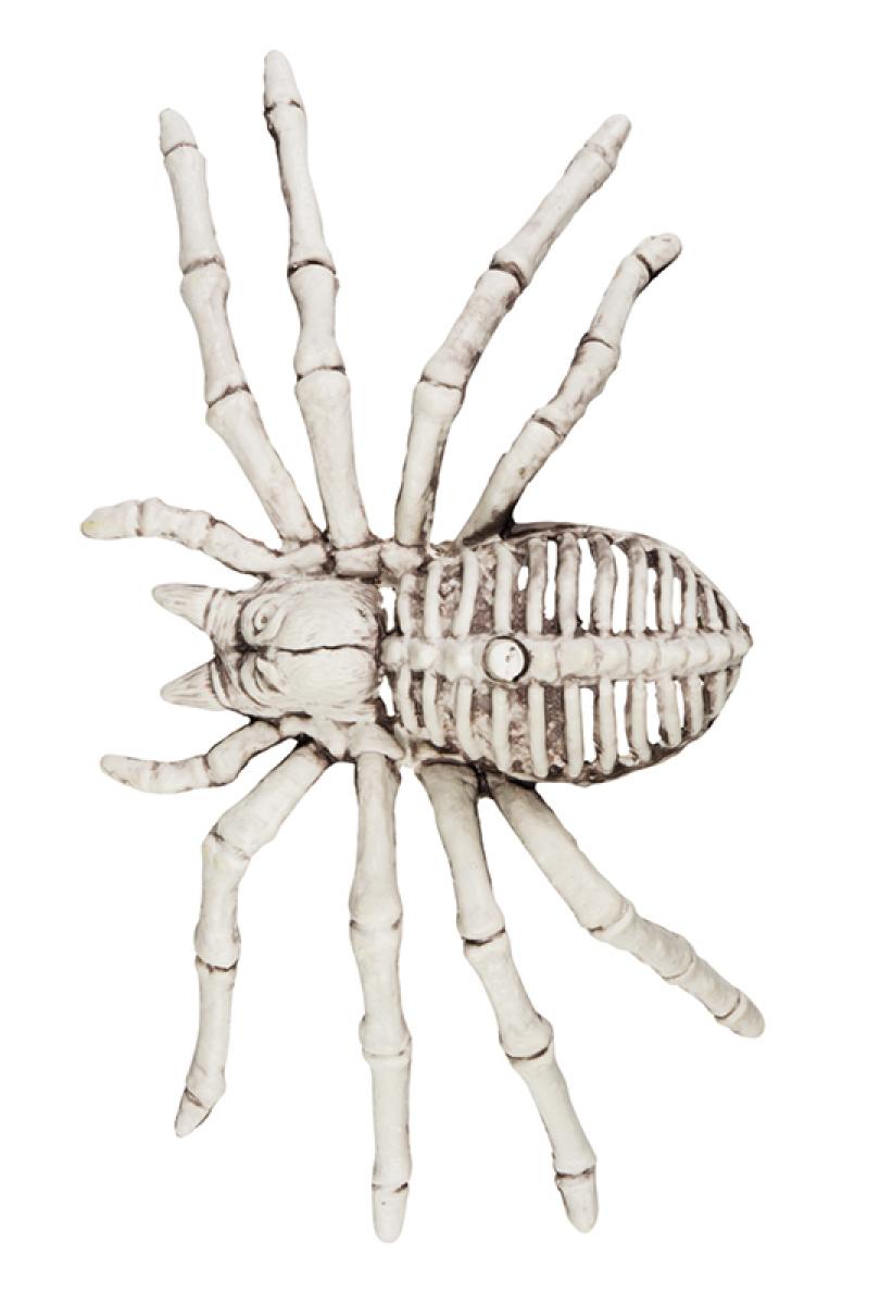 Squelette Araignée