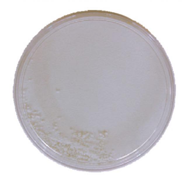 Maquillage kryolan 2 coloris au choix