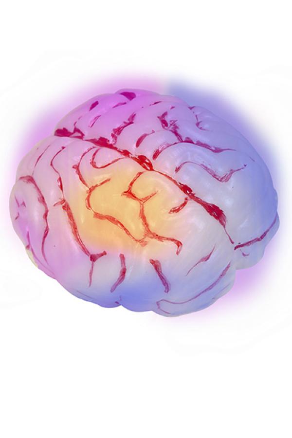 Cerveau lumineux
