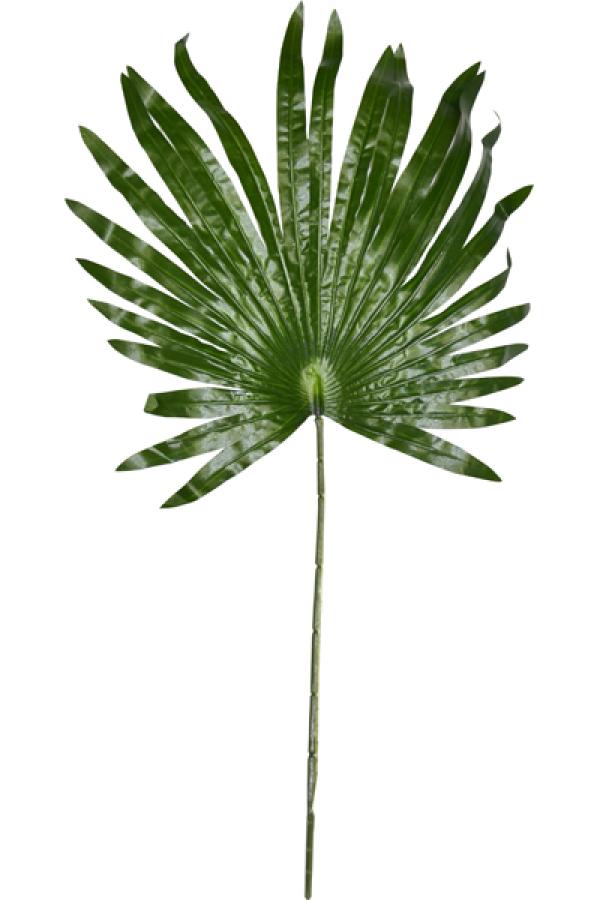 Feuille de palmier