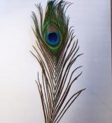 Plume de paon artificielle 25cm