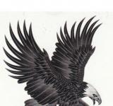 Tatouage temporaire aigle noir et blanc