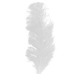 Plume queue d'autruche blanche 30/40 cm
