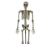 Squelette sur pied 168cm