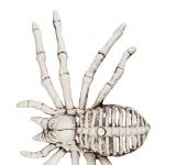 Squelette Araignée
