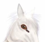 Masque cheval blanc