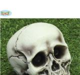 Crâne tête de mort 15x21 cm