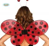 Ailes coccinelle adulte