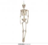 Squelette articulé look réel 160 cm