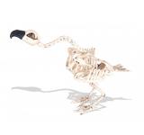 Squelette de vautour 44cm