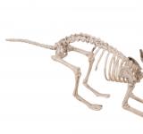 Squelette de chat 60cm
