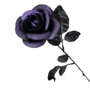 Rose noire pétales colorées 40cm