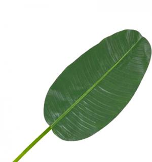Feuille de bananier