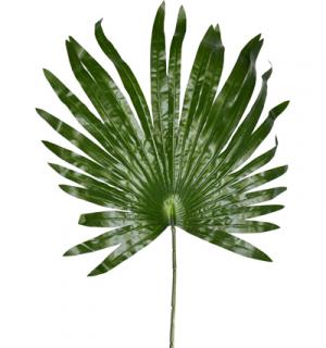 Feuille de palmier